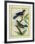 American Robin and the Female-Georges-Louis Buffon-Framed Giclee Print