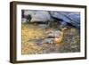 American robin bathing, Marion County, Illinois.-Richard & Susan Day-Framed Photographic Print