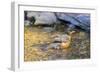 American robin bathing, Marion County, Illinois.-Richard & Susan Day-Framed Photographic Print