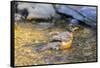 American robin bathing, Marion County, Illinois.-Richard & Susan Day-Framed Stretched Canvas