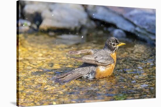 American robin bathing, Marion County, Illinois.-Richard & Susan Day-Stretched Canvas