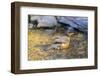 American robin bathing, Marion County, Illinois.-Richard & Susan Day-Framed Photographic Print