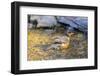 American robin bathing, Marion County, Illinois.-Richard & Susan Day-Framed Photographic Print