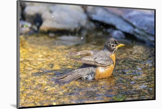 American robin bathing, Marion County, Illinois.-Richard & Susan Day-Mounted Photographic Print