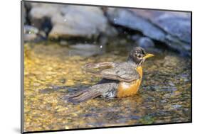 American robin bathing, Marion County, Illinois.-Richard & Susan Day-Mounted Photographic Print