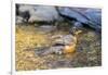American robin bathing, Marion County, Illinois.-Richard & Susan Day-Framed Photographic Print