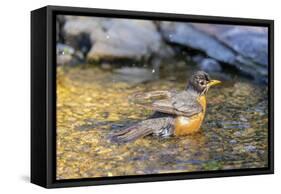 American robin bathing, Marion County, Illinois.-Richard & Susan Day-Framed Stretched Canvas