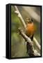 American Robin Calling-null-Framed Stretched Canvas