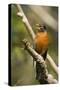 American Robin Calling-null-Stretched Canvas