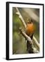 American Robin Calling-null-Framed Photographic Print