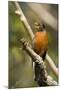 American Robin Calling-null-Mounted Photographic Print