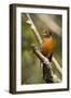 American Robin Calling-null-Framed Photographic Print