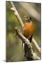 American Robin Calling-null-Mounted Photographic Print