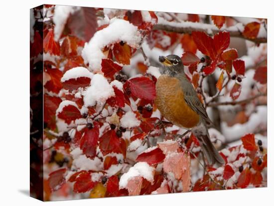 American Robin, Female Feeding in Black Hawthorn, Grand Teton National Park, Wyoming, USA-Rolf Nussbaumer-Stretched Canvas