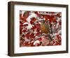 American Robin, Female Feeding in Black Hawthorn, Grand Teton National Park, Wyoming, USA-Rolf Nussbaumer-Framed Premium Photographic Print