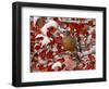 American Robin, Female Feeding in Black Hawthorn, Grand Teton National Park, Wyoming, USA-Rolf Nussbaumer-Framed Premium Photographic Print