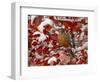 American Robin, Female Feeding in Black Hawthorn, Grand Teton National Park, Wyoming, USA-Rolf Nussbaumer-Framed Premium Photographic Print