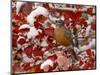 American Robin, Female Feeding in Black Hawthorn, Grand Teton National Park, Wyoming, USA-Rolf Nussbaumer-Mounted Premium Photographic Print