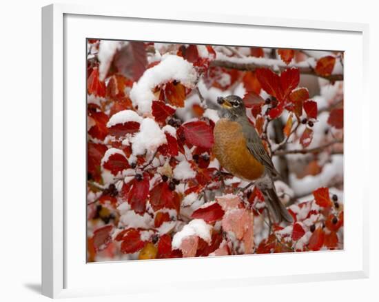 American Robin, Female Feeding in Black Hawthorn, Grand Teton National Park, Wyoming, USA-Rolf Nussbaumer-Framed Photographic Print