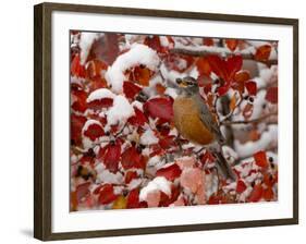 American Robin, Female Feeding in Black Hawthorn, Grand Teton National Park, Wyoming, USA-Rolf Nussbaumer-Framed Photographic Print