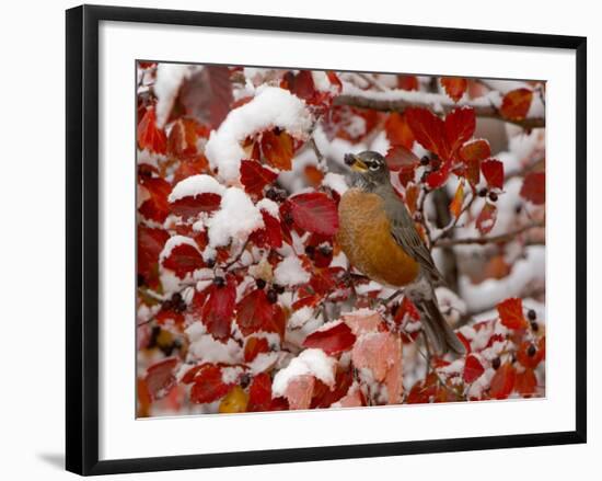 American Robin, Female Feeding in Black Hawthorn, Grand Teton National Park, Wyoming, USA-Rolf Nussbaumer-Framed Photographic Print