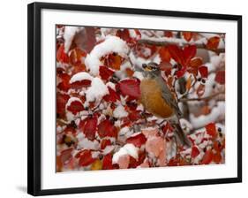 American Robin, Female Feeding in Black Hawthorn, Grand Teton National Park, Wyoming, USA-Rolf Nussbaumer-Framed Photographic Print