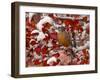 American Robin, Female Feeding in Black Hawthorn, Grand Teton National Park, Wyoming, USA-Rolf Nussbaumer-Framed Photographic Print