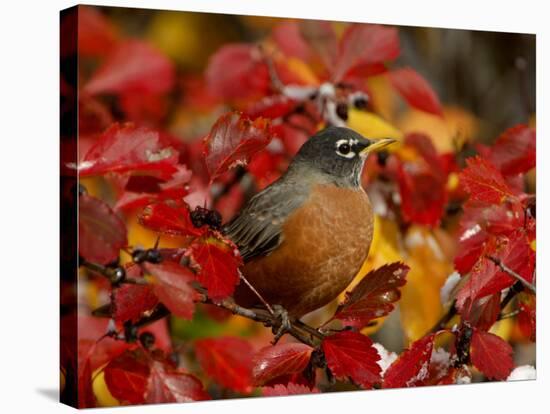 American Robin in Black Hawthorn, Grand Teton National Park, Wyoming, USA-Rolf Nussbaumer-Stretched Canvas