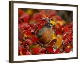 American Robin in Black Hawthorn, Grand Teton National Park, Wyoming, USA-Rolf Nussbaumer-Framed Photographic Print