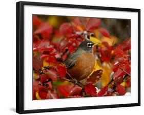 American Robin in Black Hawthorn, Grand Teton National Park, Wyoming, USA-Rolf Nussbaumer-Framed Photographic Print