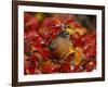 American Robin in Black Hawthorn, Grand Teton National Park, Wyoming, USA-Rolf Nussbaumer-Framed Photographic Print