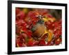 American Robin in Black Hawthorn, Grand Teton National Park, Wyoming, USA-Rolf Nussbaumer-Framed Photographic Print