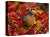 American Robin in Black Hawthorn, Grand Teton National Park, Wyoming, USA-Rolf Nussbaumer-Stretched Canvas