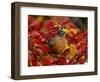 American Robin in Black Hawthorn, Grand Teton National Park, Wyoming, USA-Rolf Nussbaumer-Framed Photographic Print