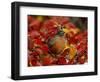 American Robin in Black Hawthorn, Grand Teton National Park, Wyoming, USA-Rolf Nussbaumer-Framed Photographic Print