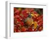 American Robin in Black Hawthorn, Grand Teton National Park, Wyoming, USA-Rolf Nussbaumer-Framed Photographic Print