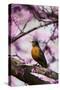 American Robin in Eastern Redbud Tree. Marion, Illinois, Usa-Richard ans Susan Day-Stretched Canvas