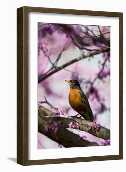 American Robin in Eastern Redbud Tree. Marion, Illinois, Usa-Richard ans Susan Day-Framed Photographic Print