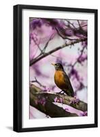 American Robin in Eastern Redbud Tree. Marion, Illinois, Usa-Richard ans Susan Day-Framed Photographic Print