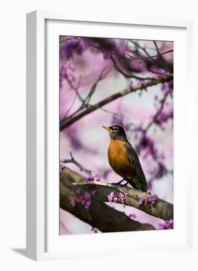 American Robin in Eastern Redbud Tree. Marion, Illinois, Usa-Richard ans Susan Day-Framed Photographic Print
