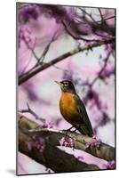 American Robin in Eastern Redbud Tree. Marion, Illinois, Usa-Richard ans Susan Day-Mounted Photographic Print