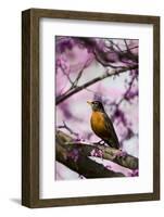 American Robin in Eastern Redbud Tree. Marion, Illinois, Usa-Richard ans Susan Day-Framed Photographic Print