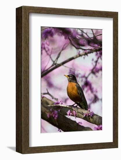 American Robin in Eastern Redbud Tree. Marion, Illinois, Usa-Richard ans Susan Day-Framed Photographic Print