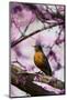 American Robin in Eastern Redbud Tree. Marion, Illinois, Usa-Richard ans Susan Day-Mounted Photographic Print