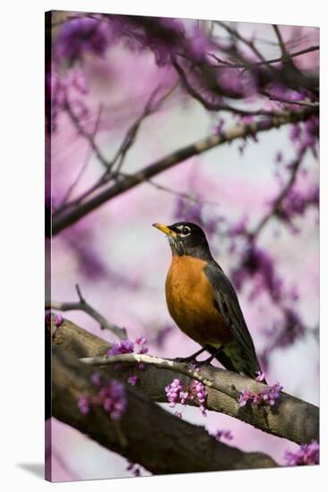 American Robin in Eastern Redbud Tree. Marion, Illinois, Usa-Richard ans Susan Day-Stretched Canvas