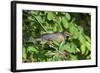 American Robin in Serviceberry Bush Eating, Marion, Illinois, Usa-Richard ans Susan Day-Framed Photographic Print