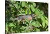 American Robin in Serviceberry Bush Eating, Marion, Illinois, Usa-Richard ans Susan Day-Stretched Canvas