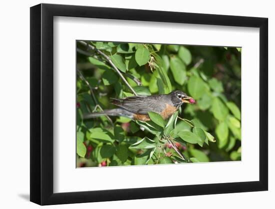 American Robin in Serviceberry Bush Eating, Marion, Illinois, Usa-Richard ans Susan Day-Framed Photographic Print