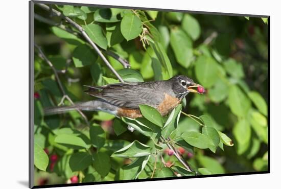 American Robin in Serviceberry Bush Eating, Marion, Illinois, Usa-Richard ans Susan Day-Mounted Photographic Print