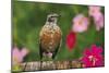 American Robin Juvenile in Garden with Cosmos-null-Mounted Photographic Print